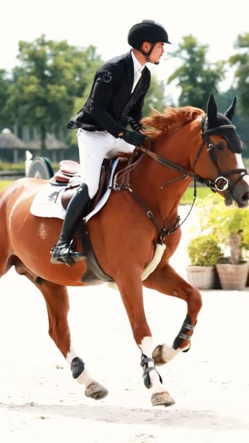 Home Techniek, balans en een super instelling. Deze 5-jarige hengst Raket Fan Dijkmaniastate heeft het allemaal. ๐ฅ๐ #equestrian #showjumping #showjumpinghorses #horsephotography #younghorse