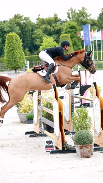 Home Korte throwback naar CSI** Peelbergen met Kaigra (v. Cascarillo) en @zandvlietstables ๐ฅ๐๐คฉ#showjumping #showjumpinghorses #equestrian #showjumpersofinstagram #peelbergen