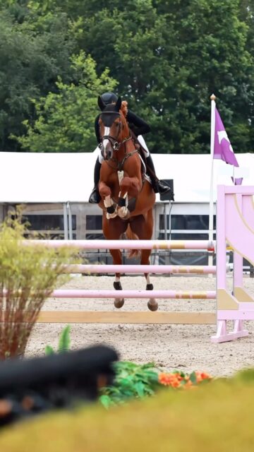 Home Raket in actie tijdens de 5YO-klasse tijdens de eerste week van CSI** Zuidwolde. Alle dagen foutloos ๐คฉ๐ธ#showjumping #showjumpersofinstagram #showjumpinghorses #zandvlietstables #csizuidwolde